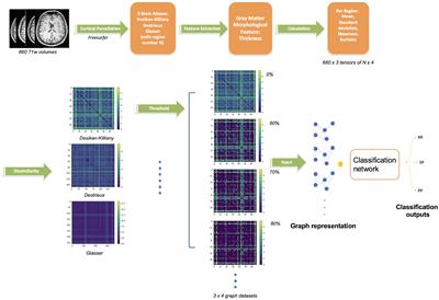 Multiple sclerosis clinical forms classification with graph convolutional networks based on brain morphological connectivity